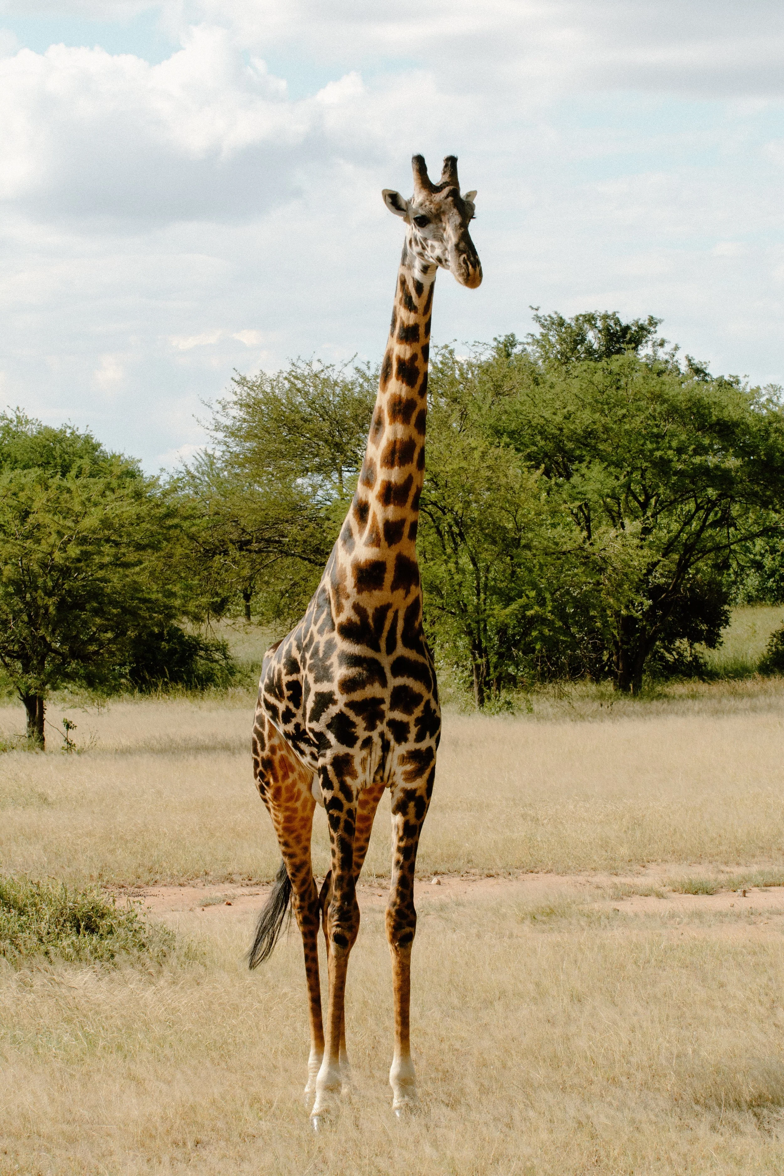 Giraffe Hunting in South Africa. — Hunting Safaris in South Africa